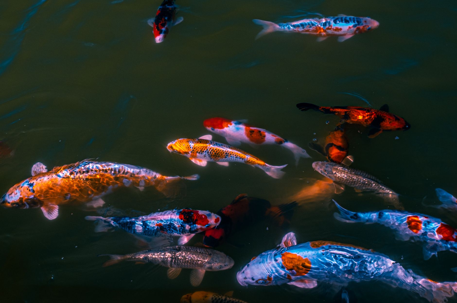 freshwater fish
